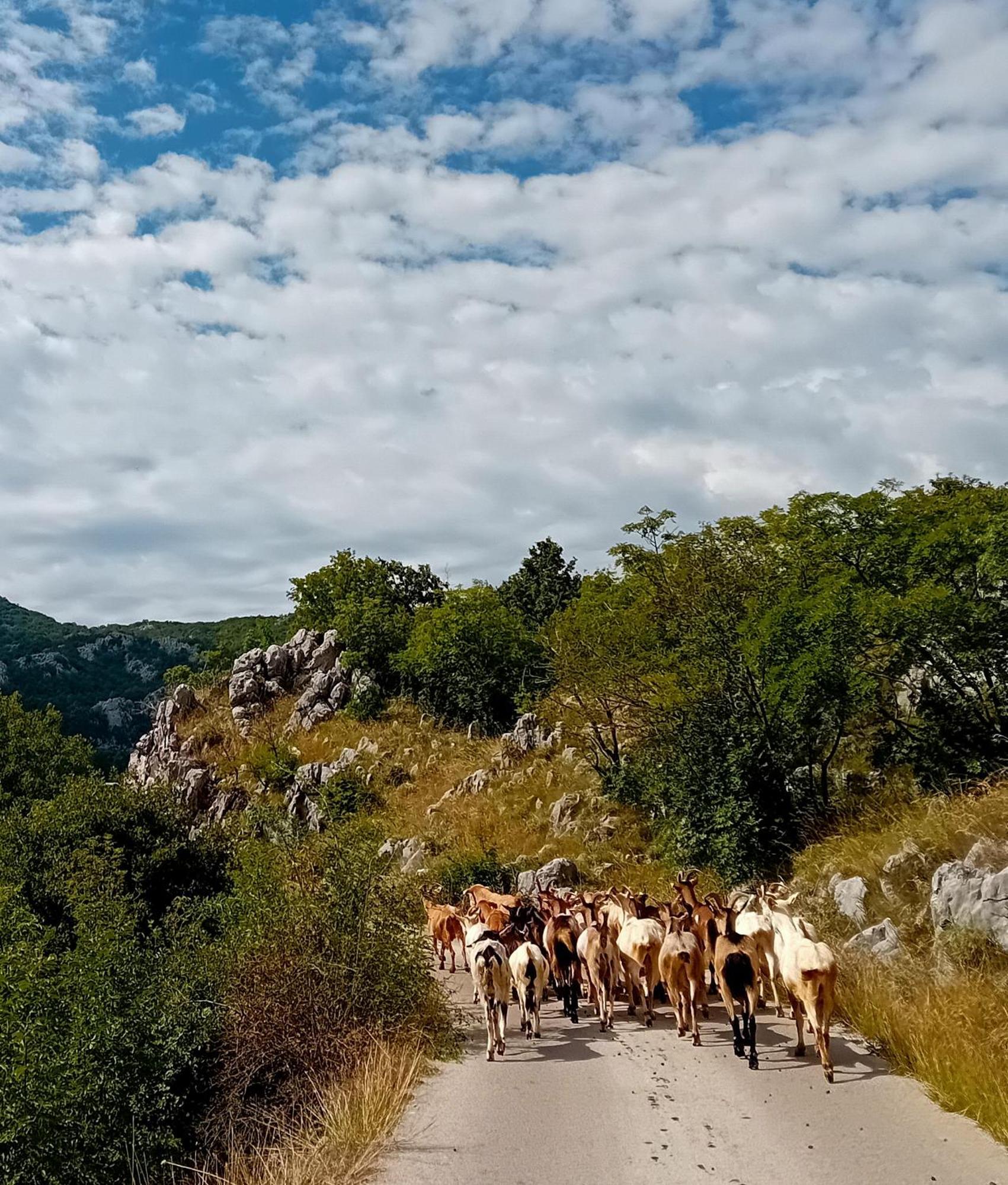 Konak Ugnji-Village Cetinje Eksteriør bilde