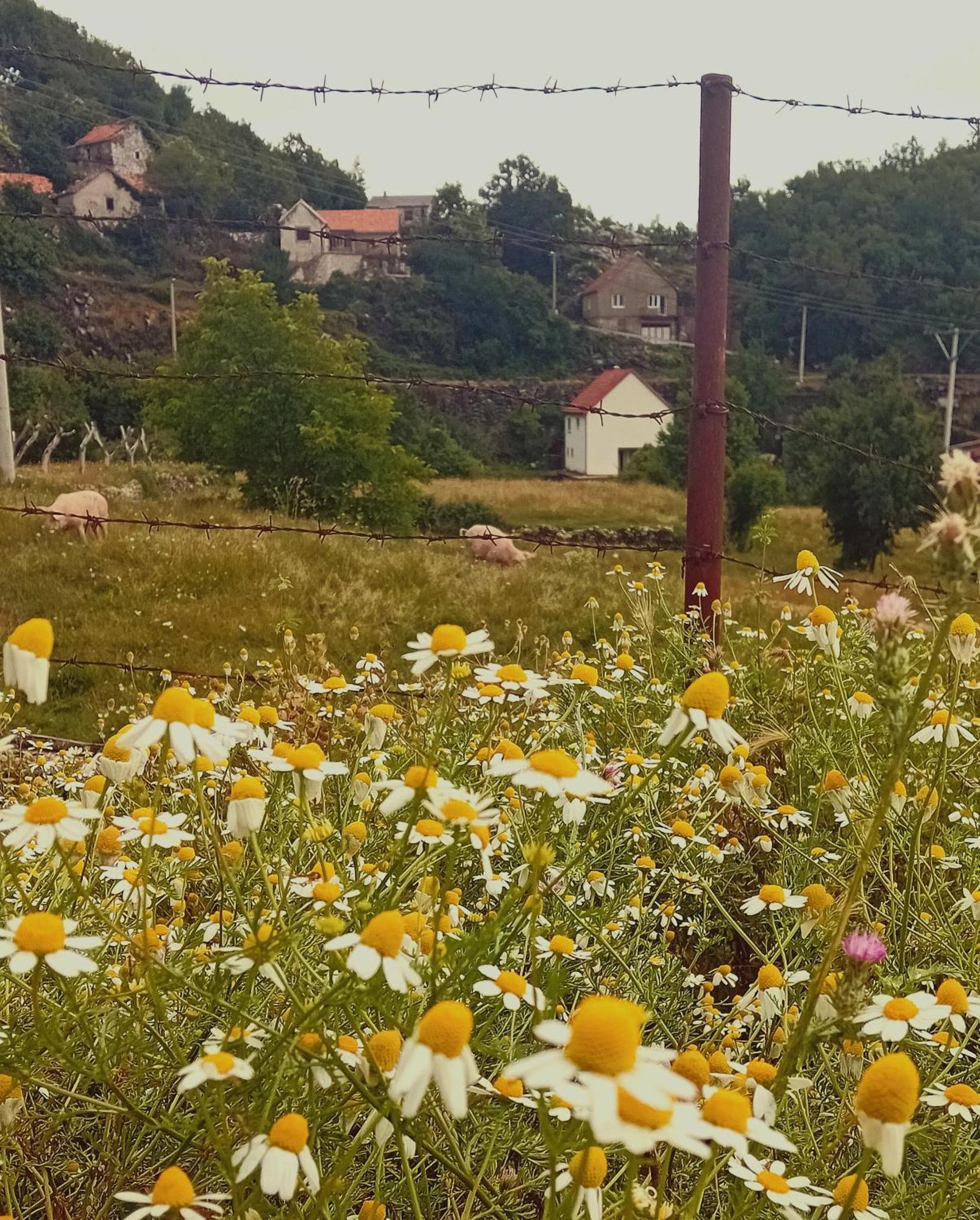 Konak Ugnji-Village Cetinje Eksteriør bilde